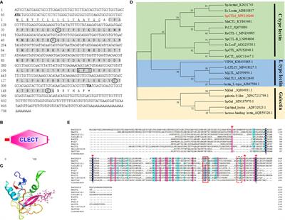 A New C-Type Lectin Homolog SpCTL6 Exerting Immunoprotective Effect and Regulatory Role in Mud Crab Scylla paramamosain